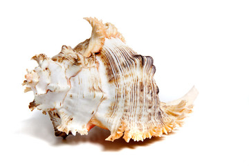 chicoreus ramosus