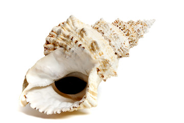 Naklejka premium tutufa bubo