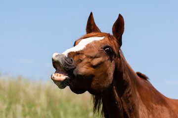 Whinnying brown horse on sky background, laughing