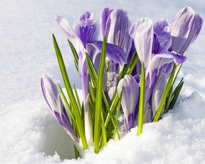 Crocus vernus Pickwick