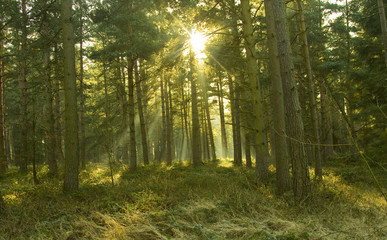 Shaded trees with the sun shining through