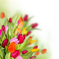 Fototapeta premium Bouquet of tulips