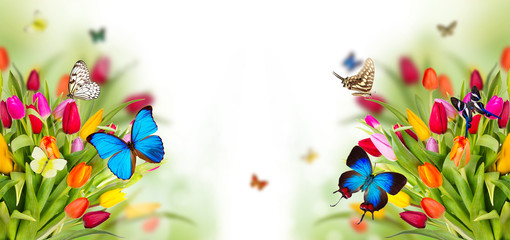 Fototapeta na wymiar Beautiful spring flowers with butterflies