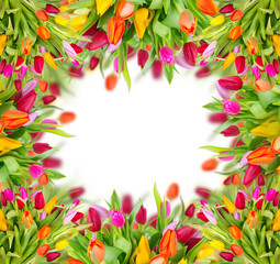 Beautiful tulips frame