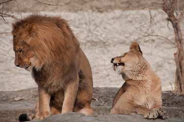 lwy zoo © agnieszkalll