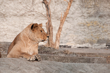 odpoczywająca lwica © agnieszkalll