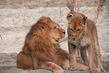 para lwów © agnieszkalll