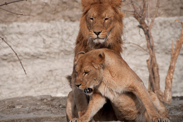 lwy w zoo © agnieszkalll