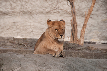 odpoczynek lwicy © agnieszkalll