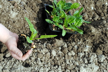 kid hand with seedlings in the garden