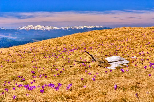 Snow and flowers are in spring mountains of Ukraine