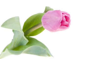 Pink fresh tulip