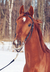 spring portrait of cute young red  horse