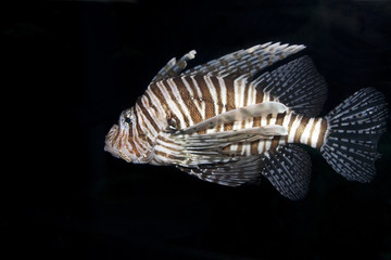Single Lionfish