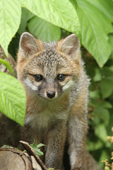 Gray Fox Kit