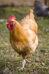 Wandering chicken