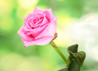 beautiful pink rose on green background