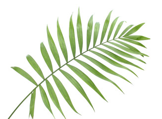 beautiful green palm leaf isolated on white