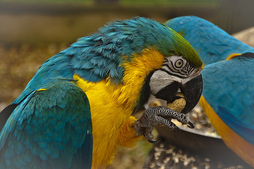 Blue ad yellow macaw cracking a peanut