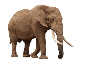 Fototapeta na wymiar Słoń afrykański - Pojedyncze