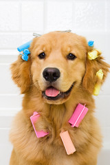 Funny dog with colorful hair curlers
