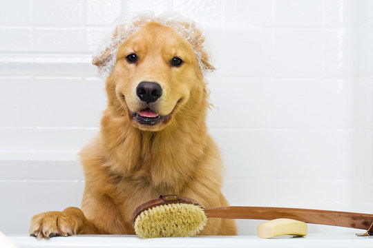 Happy Dog in the Bath Tub wearing a shower cap