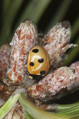 Ladybug, coccinella septempunctata sitting on fir