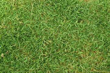 Grass background