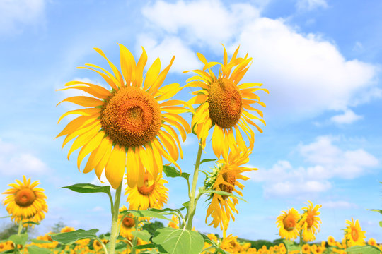 sunflowers Field