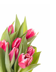 tulips bunch isolated