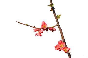 branch with orange flowers