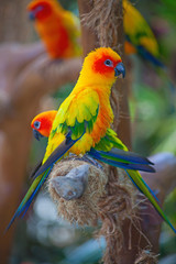 Aratinga Solstitialis