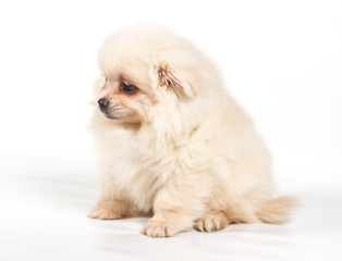 Pomeranian Spitz puppy on a white background