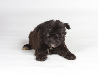 Chihuahua puppy in front of white background
