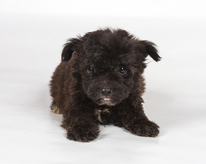 Chihuahua puppy in front of white background