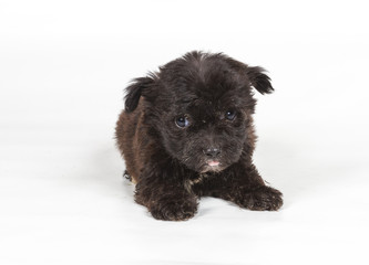 Chihuahua puppy in front of white background