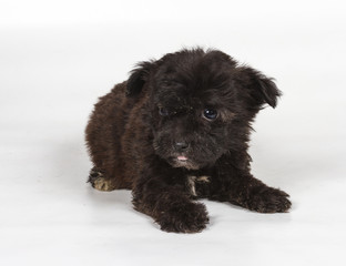 Chihuahua puppy in front of white background