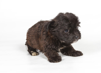 Chihuahua puppy in front of white background
