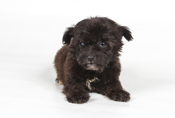 Chihuahua puppy in front of white background