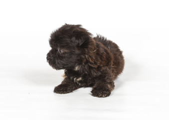 Chihuahua puppy in front of white background