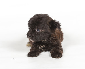 Chihuahua puppy in front of white background