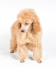 Apricot poodle puppy portrait on a white background