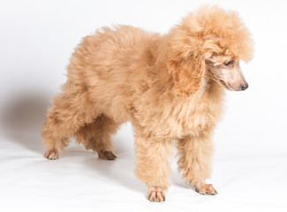 Apricot poodle puppy portrait on a white background