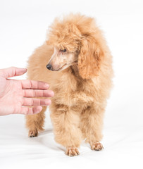 Apricot poodle puppy portrait on a white background