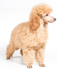 Apricot poodle puppy portrait on a white background