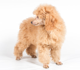 Apricot poodle puppy portrait on a white background