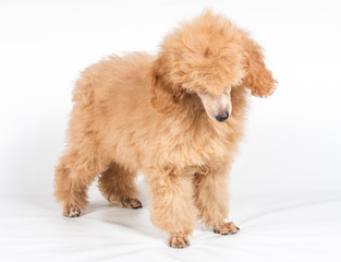 Apricot poodle puppy portrait on a white background