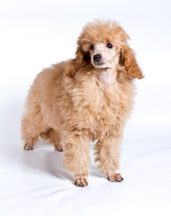 Apricot poodle puppy portrait on a white background