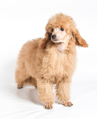 Apricot poodle puppy portrait on a white background