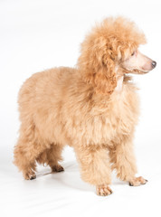 Apricot poodle puppy portrait on a white background